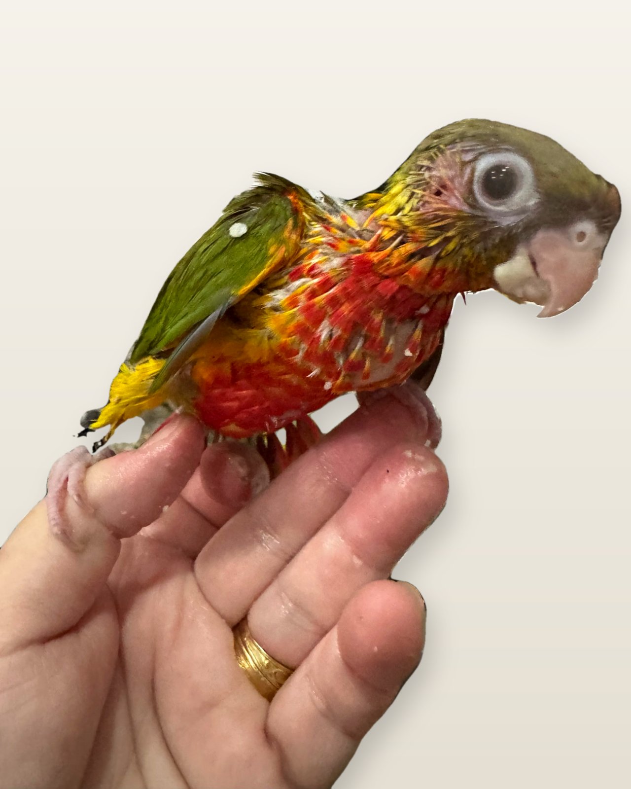 Mango, a Green-cheeked Conure