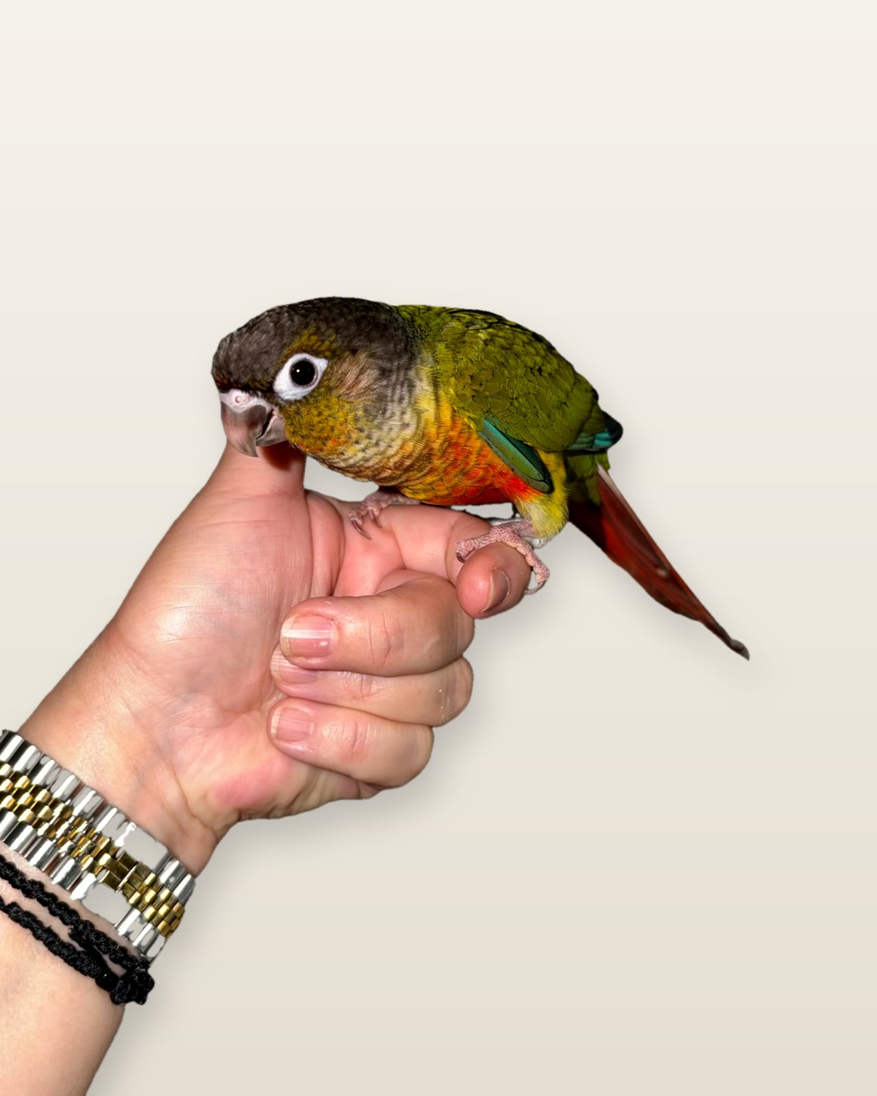 Kiwi, a Green-cheeked Conure